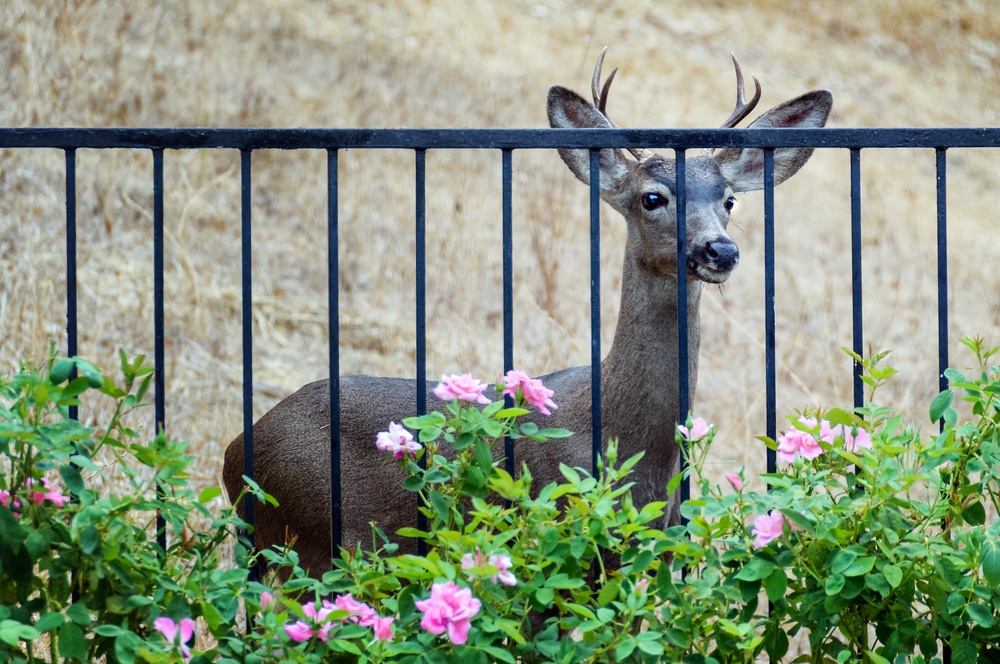Deer looking at garden through an aluminum fence