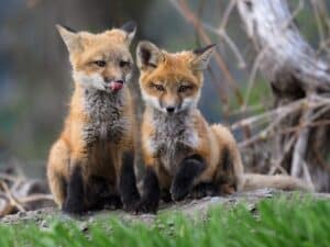 Save a Fox rescues foxes from Fur Farms: photo of two Eastern American Red Fox Kits